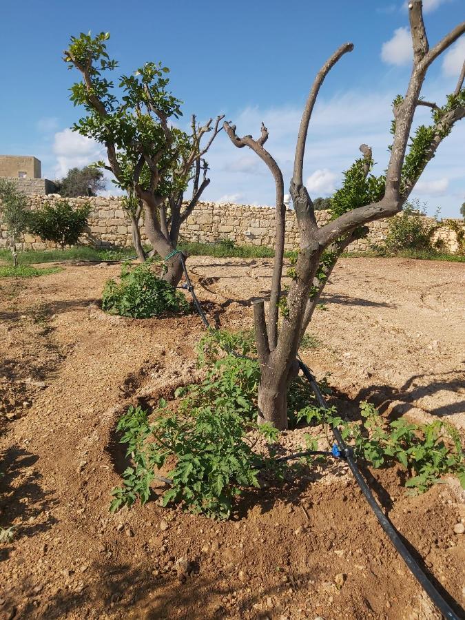 Four Winds Farmhouse Villa Birżebbuġa Esterno foto